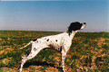 Pedigree ISLO D'ARAMONT Pedigree ISLO D'ARAMONT